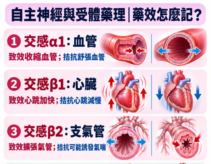自主神經與受體藥理圖解預覽